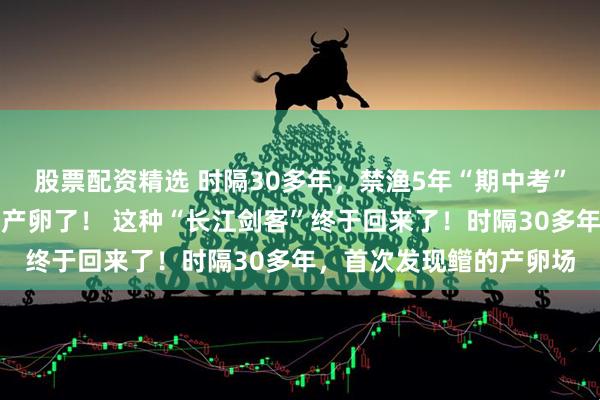 股票配资精选 时隔30多年，禁渔5年“期中考”放榜：消失的鳤鱼竟然产卵了！ 这种“长江剑客”终于回来了！时隔30多年，首次发现鳤的产卵场